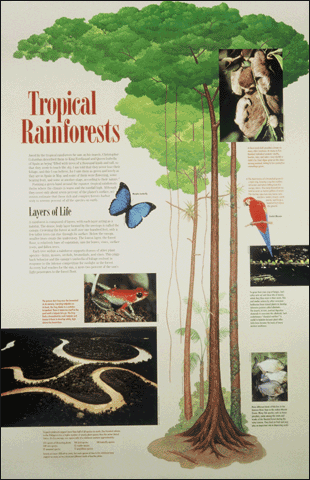 Tropical Rainforests poster