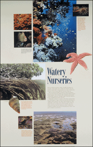 Watery Nurseries poster